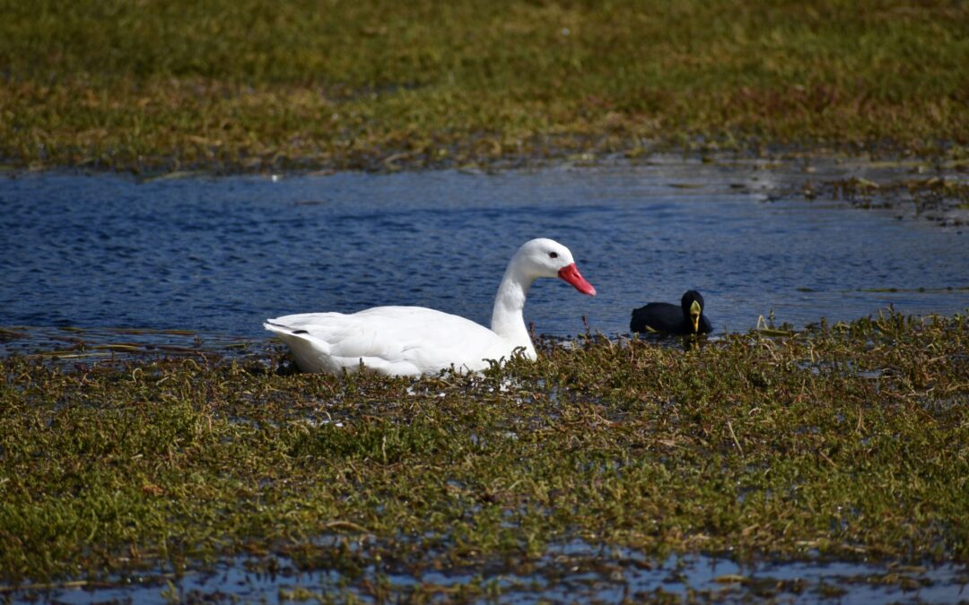 jóvenes de la Patagonia transforman un humedal en peligro