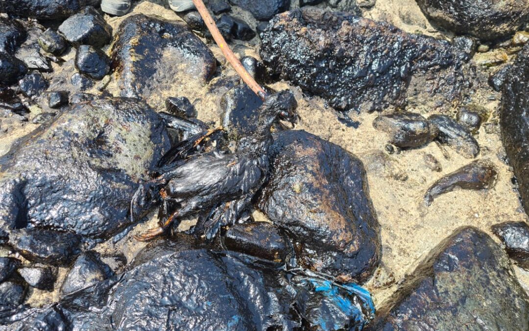 a tres años del derrame de Repsol, cinco claves sobre sus impactos en el mar de Perú