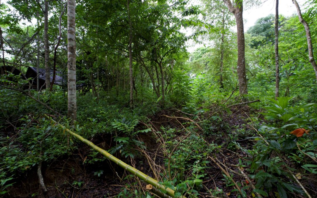 el marfil vegetal que Ecuador podría perder