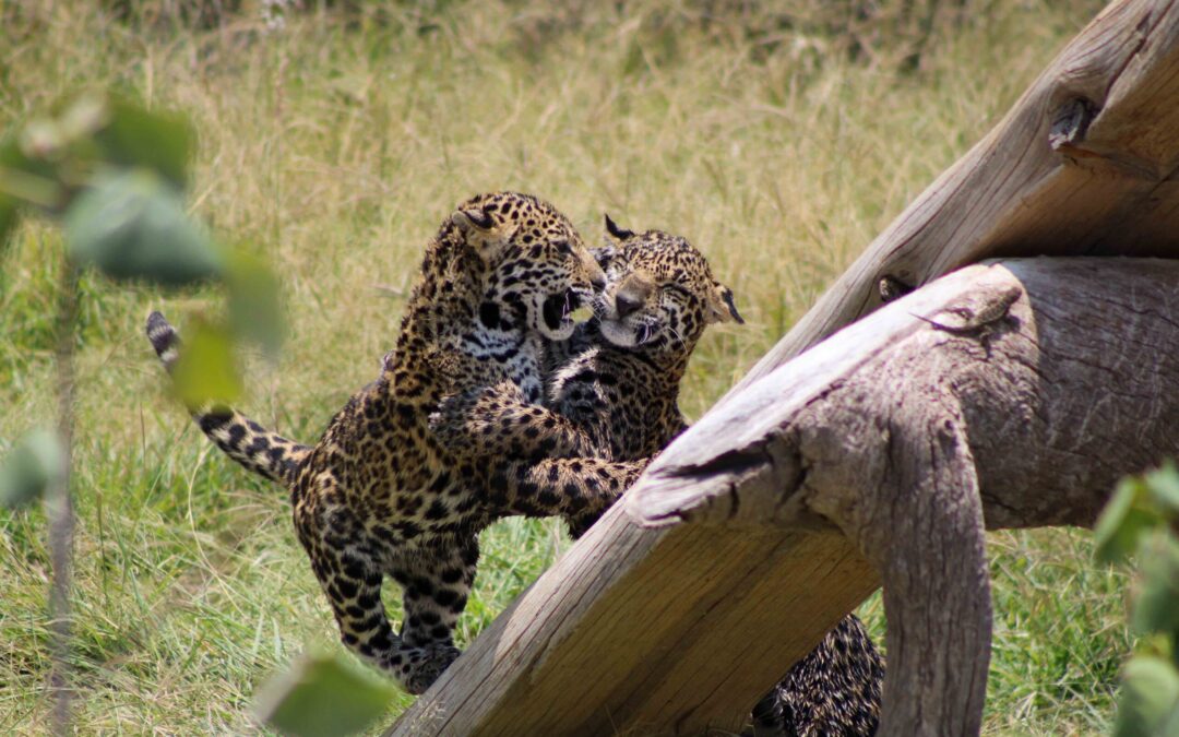 Las mejores historias de Mongabay Latam en 2024