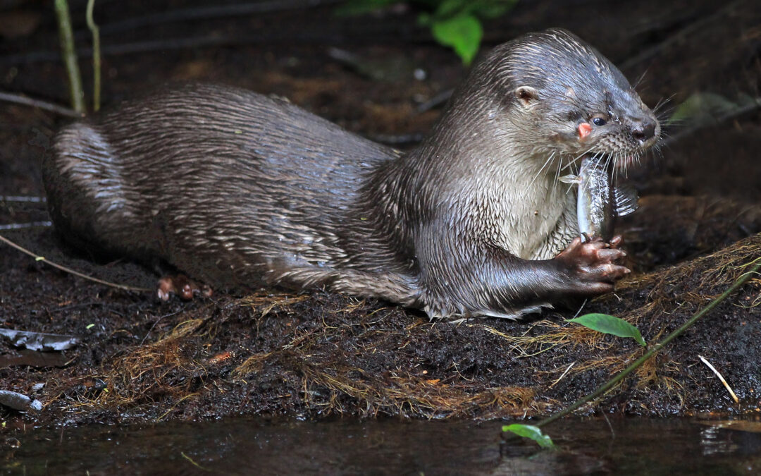 Nutrias, tigrillos y un fósil de delfín de río: descubrimientos que asombran a científicos en Latinoamérica