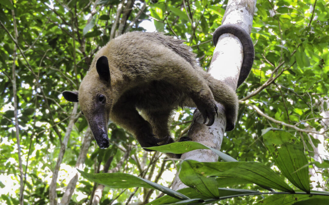 desafíos ambientales que enfrenta Latinoamérica en 2025