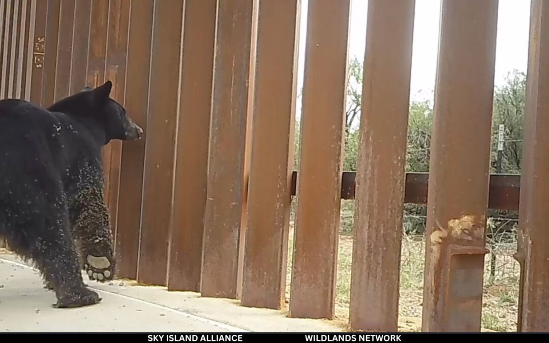 Fauna silvestre atrapada por el muro fronterizo entre Estados Unidos y México