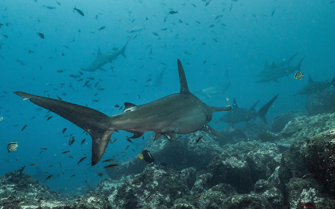 Peces migratorios en peligro de extinción