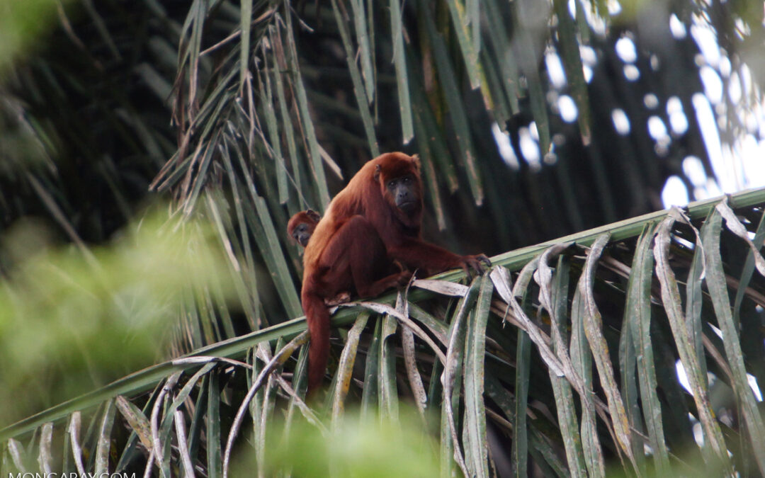 Está abierta una nueva convocatoria de la beca para jóvenes periodistas ambientales de Mongabay Latam
