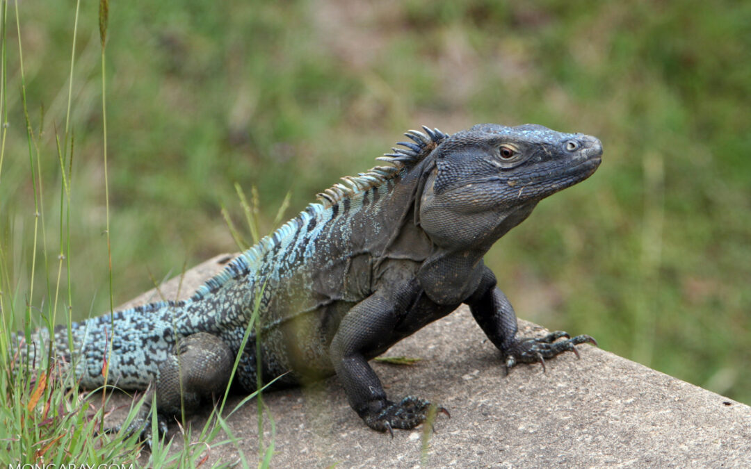 Presentamos a los becarios del quinto ciclo Y. Eva Tan de Mongabay Latam