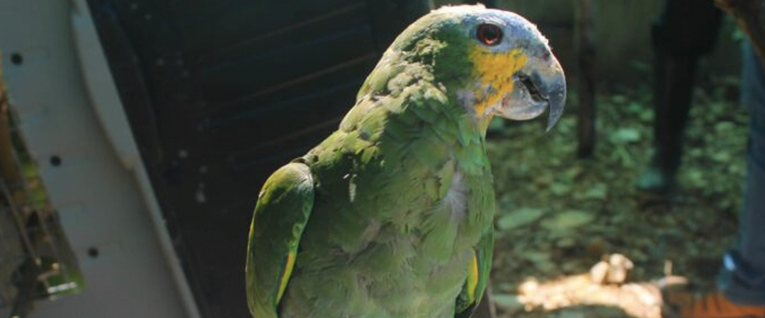 El poder del ADN para cambiar el destino de los loros más traficados de Colombia