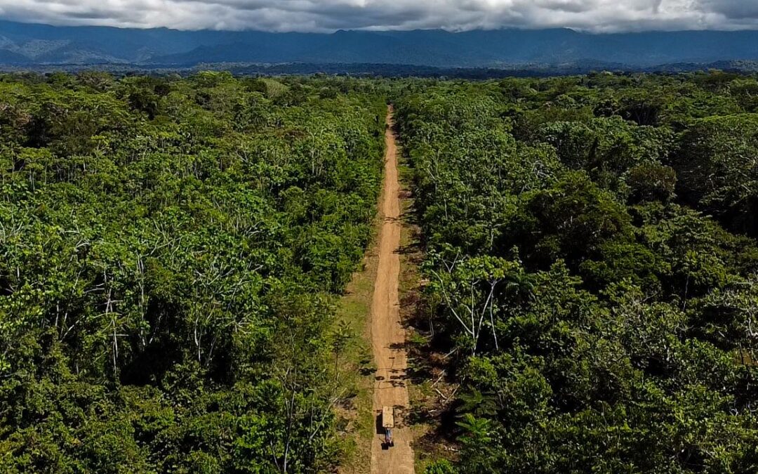 un año de debilitamiento ambiental y el avance de las economías ilegales