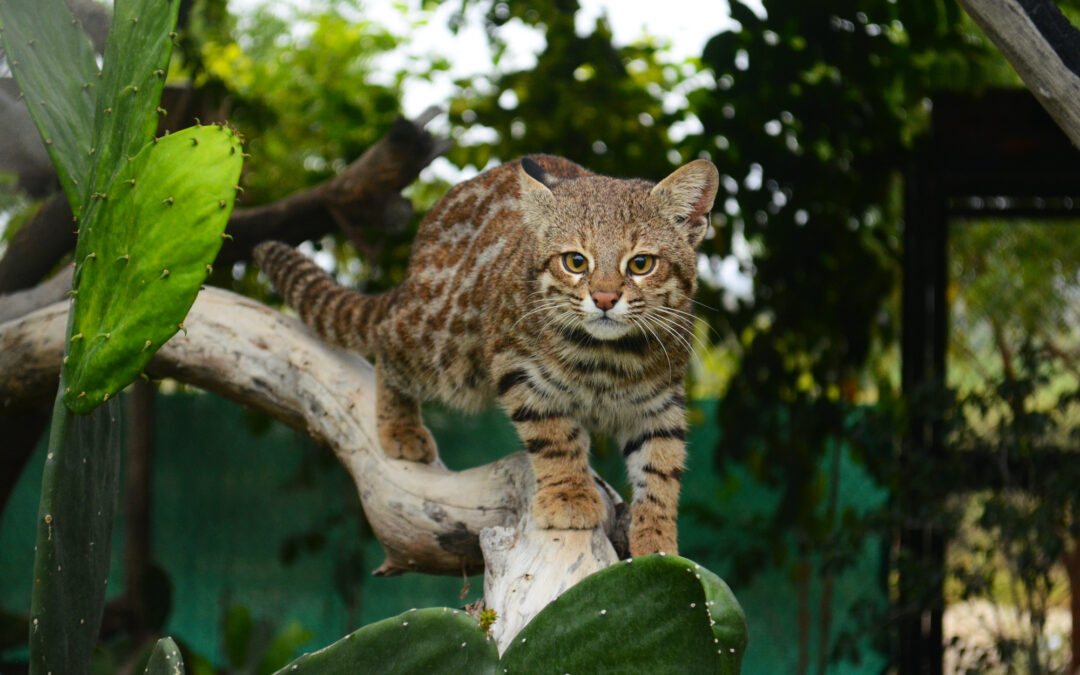 Misterioso gato de las pampas es registrado por primera vez en el bosque seco de Ecuador