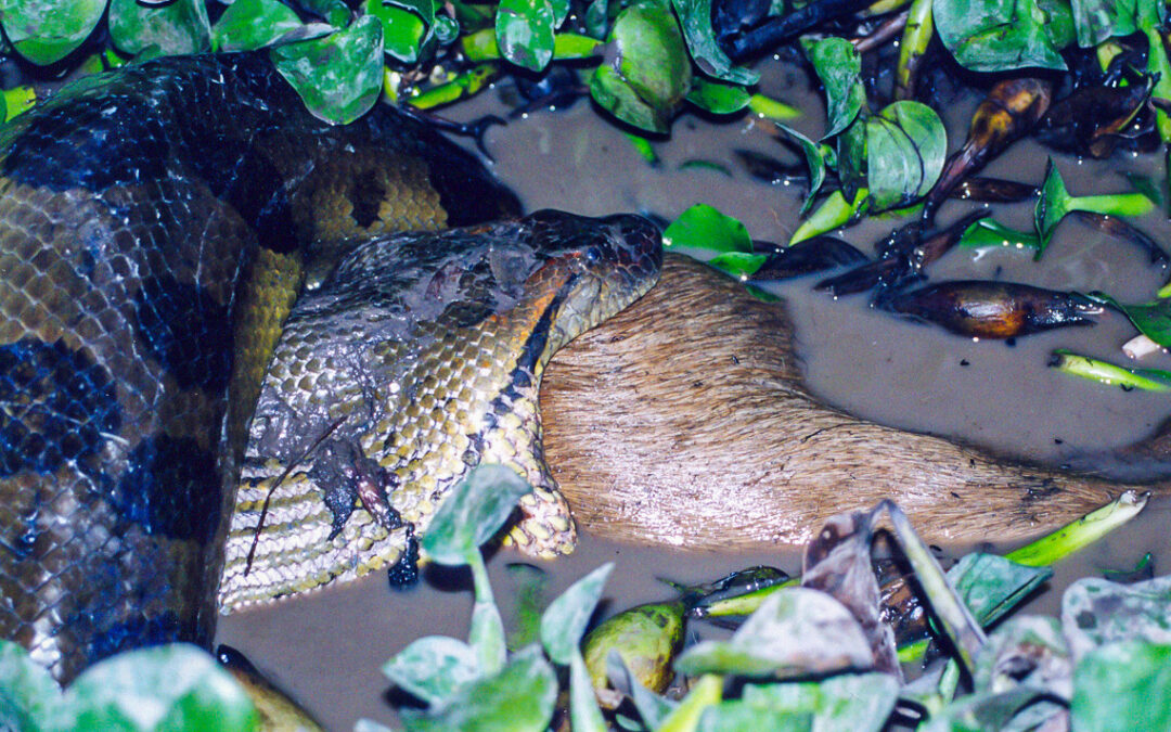 Descubren en Ecuador una nueva especie de anaconda gigante en tierras indígenas waorani
