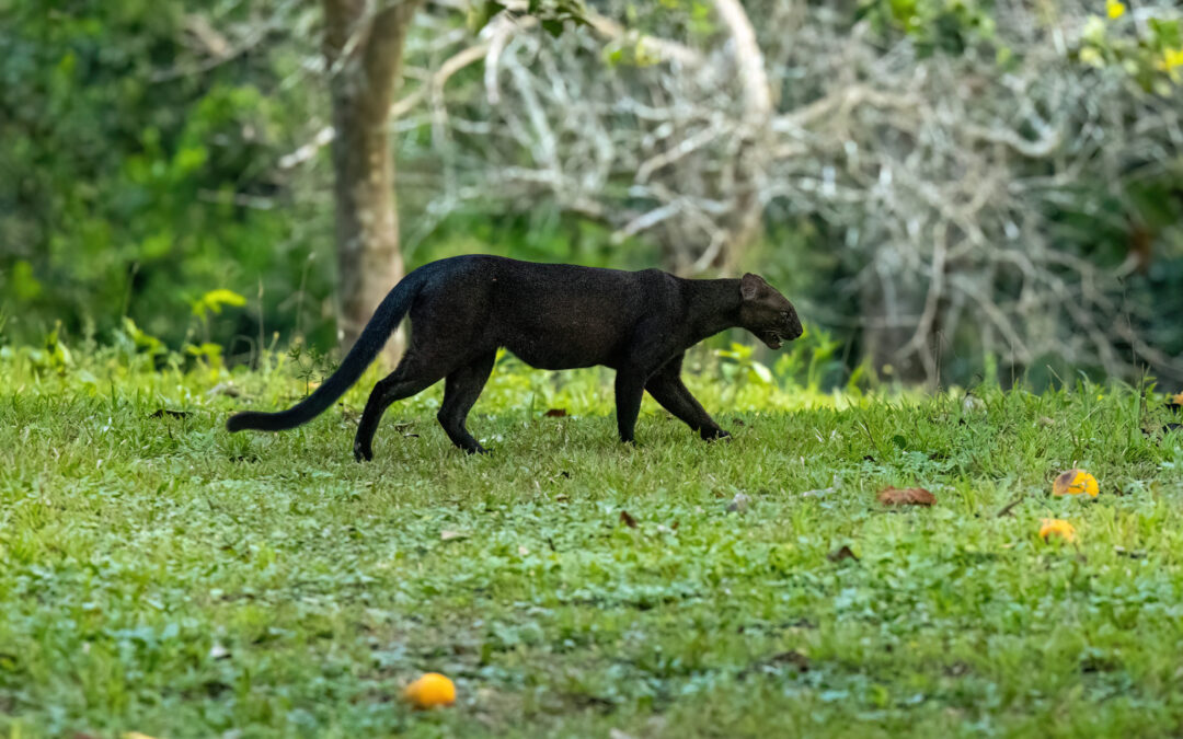el escurridizo felino que necesita ser estudiado para lograr su conservación