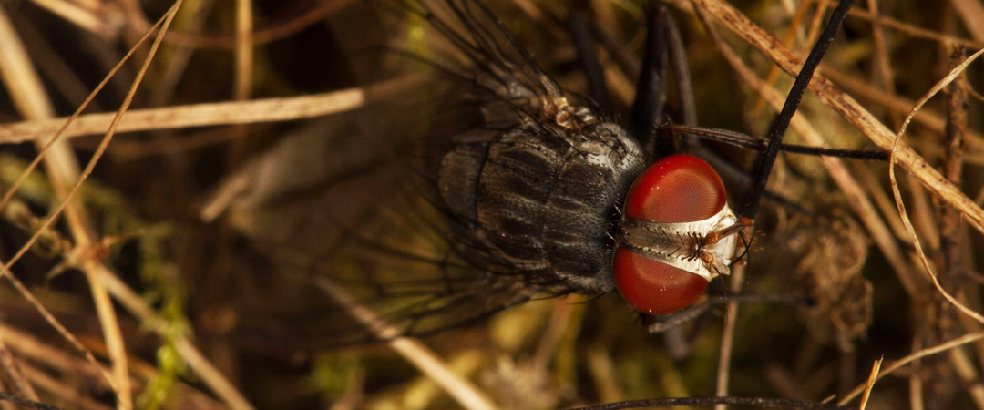 una carrera contra el tiempo para salvar a los pinzones de Darwin en Galápagos