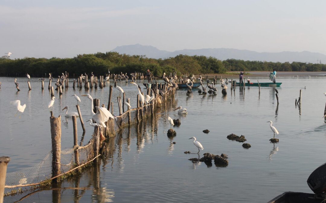 Pescadores protegen el cultivo sustentable de ostiones en México